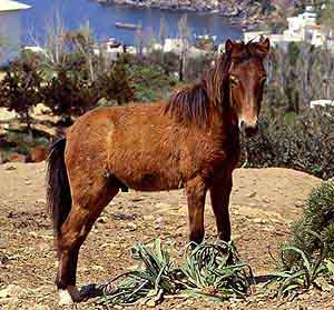 PONEI SKYROS